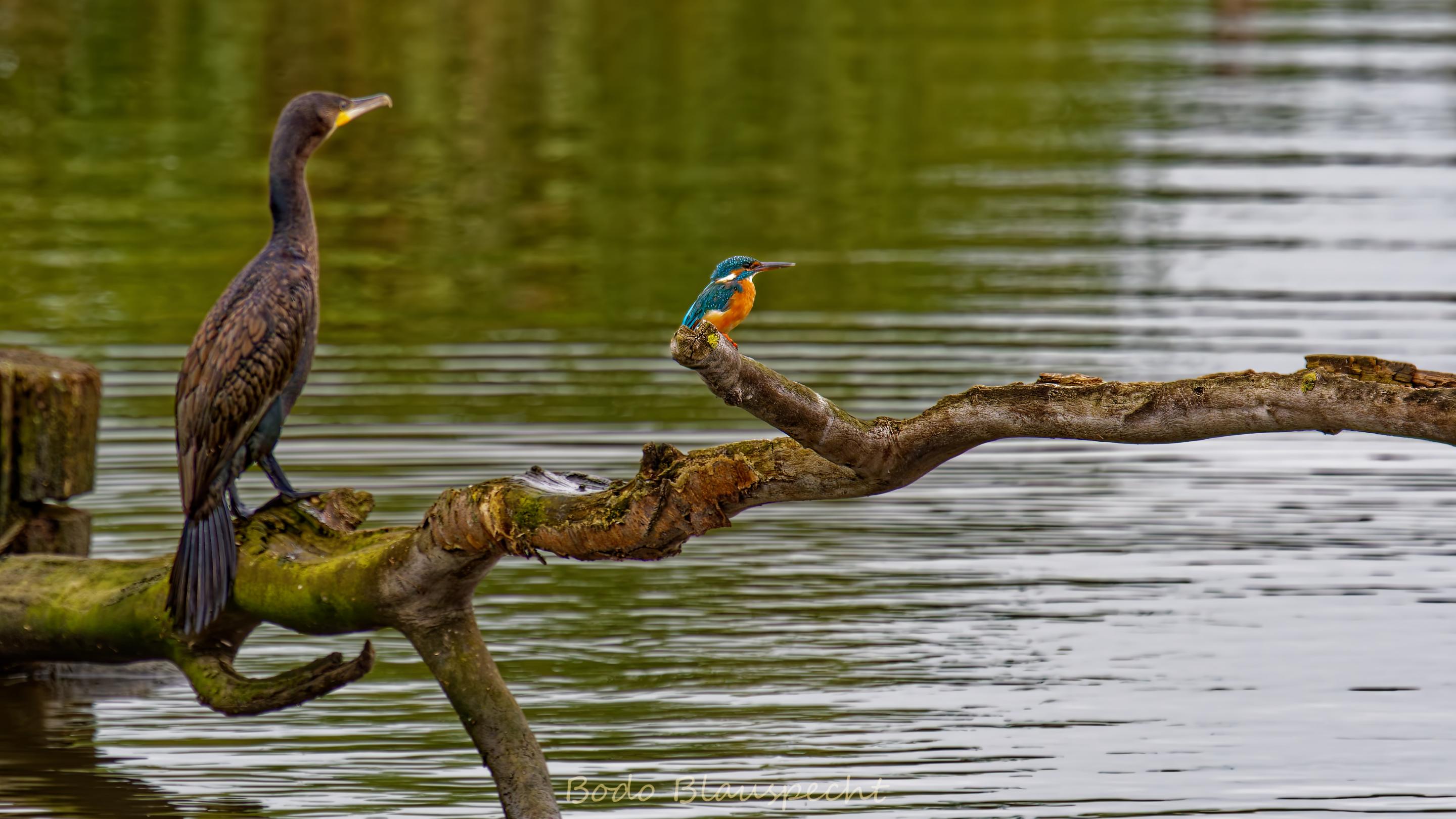 Eisvogel   Steveraue   2020.09.28 15.11 34 HQ